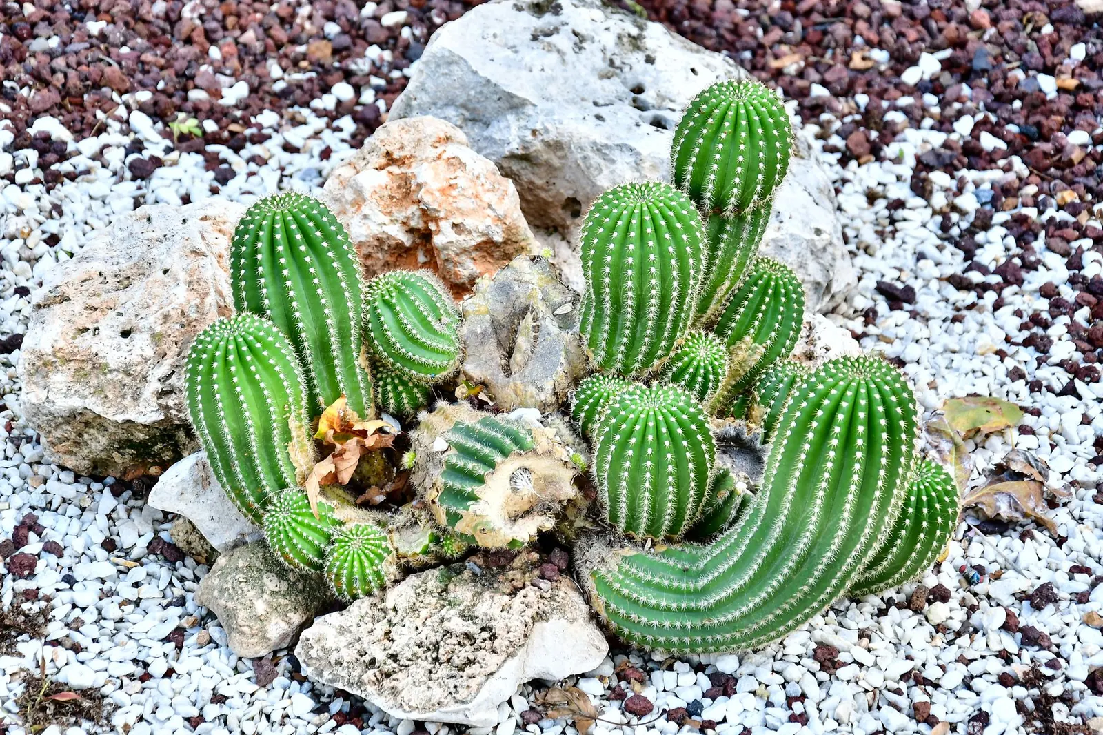 Replacing Grass With Desert Landscaping